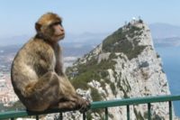 Гибралтар обезьяны